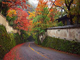 Ikemine Momiji no Sato (Maple Country) and Tea House