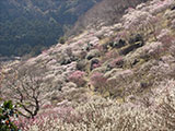 Makuyama Park (Yugawara Plum Orchard)