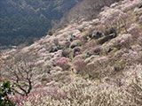 幕山公園(湯河原梅林)の写真