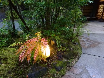 徐々に紅葉してきました！！