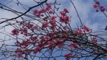 薄紅色のソメイヨシノ