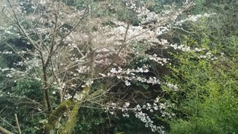 ダイニングから桜がご覧いただけます
