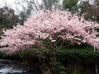 足柄桜　～満開～