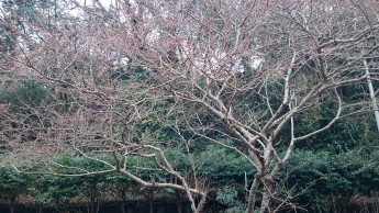 足柄桜