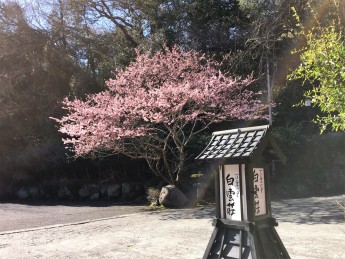 桜満開