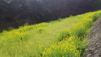 春の風物詩　菜の花が一面に