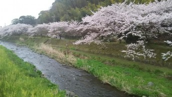 ソメイヨシノが満開を迎えました