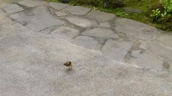 雛鳥の巣立ち