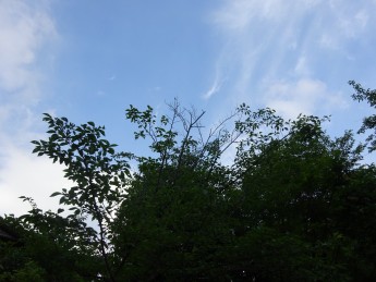 鳥の囀り