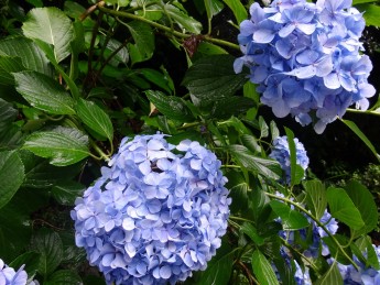 雨の日に紫陽花♪