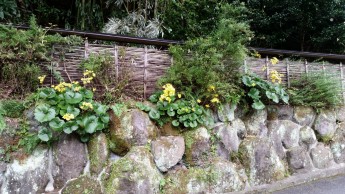 当館出入口の花がとても綺麗です！
