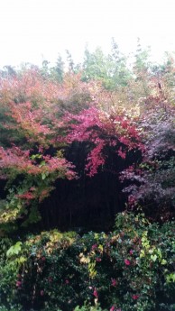 紅葉が綺麗です！