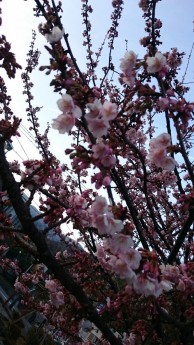 桜?梅?