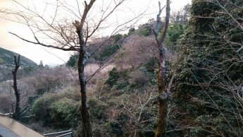 レストランからの展望です！