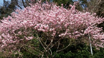当館駐車場の足柄桜です！