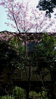 正面玄関前のボタン桜です！