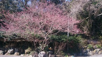 今年の足柄桜