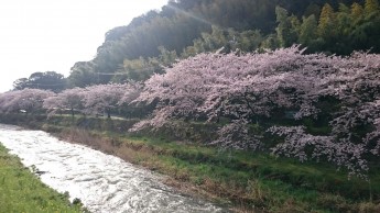 川沿い桜