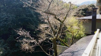 メインダイニング『千渓』前の桜が開花し始めて来ました！