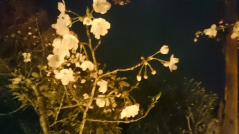 ソメイヨシノ