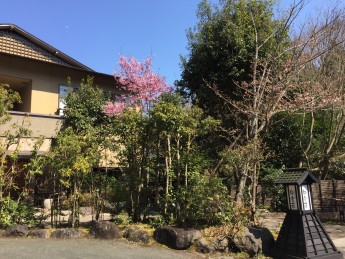 春ですね(^^♪