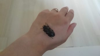 クワガタ　IN　白雲荘