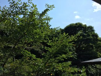 部屋からの眺め