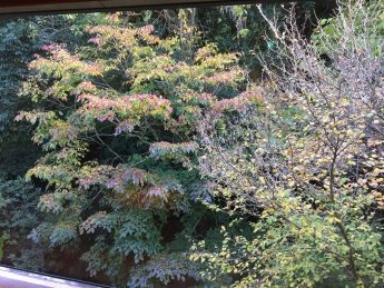 紅葉(^^♪