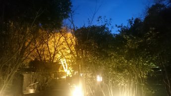 春一番？