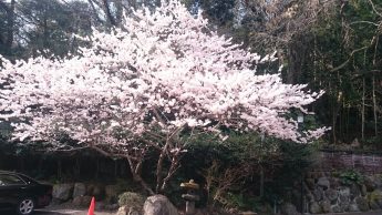 足柄桜　㏌白雲荘