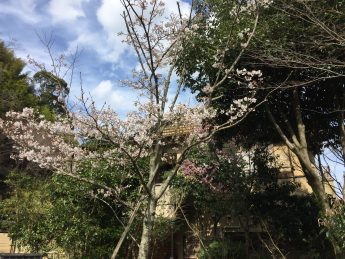 玄関前の桜(^^♪