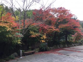 現在の紅葉♫