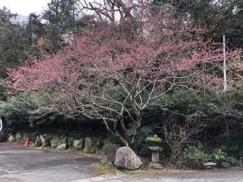 足柄桜(^^♪