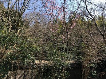 桜(^^♪