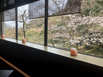 レストランからの桜(^^♪