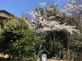 入口の桜(^^♪