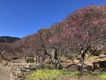 湯河原梅林